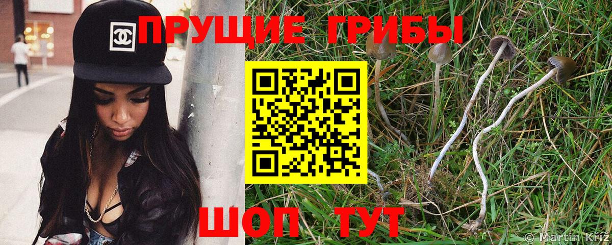 Псилоцибиновые грибы ЛСД  Вход с VPN  Псилоцибиновые грибы Psilocybine cubensis  Кудымкар 